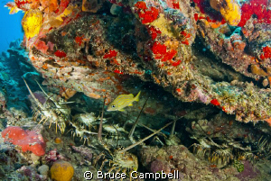 These lobsters were hiding under the overhang by Bruce Campbell 